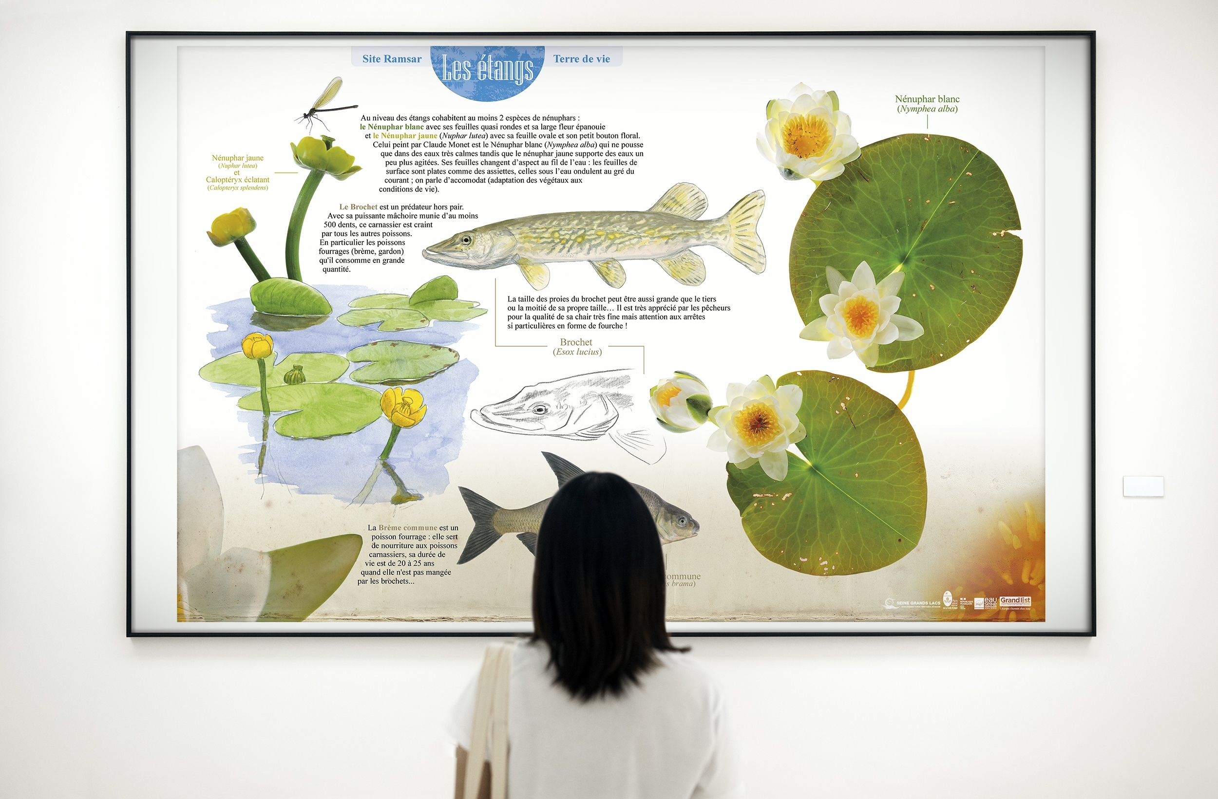 Exposition virtuelle - Zone Ramsar "Étangs de Champagne humide"