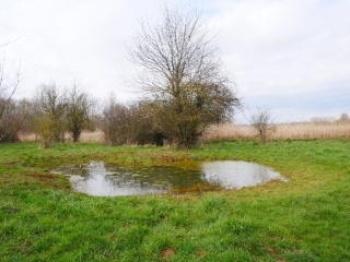 Mare - Anse Arcot - Lac Amance - EPTB Seine Grands Lacs